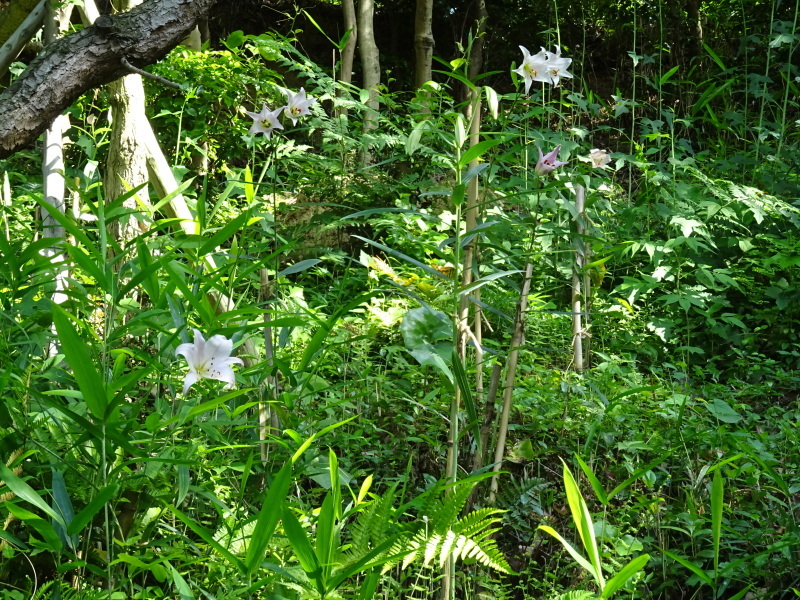 c0108460_20450264.jpg