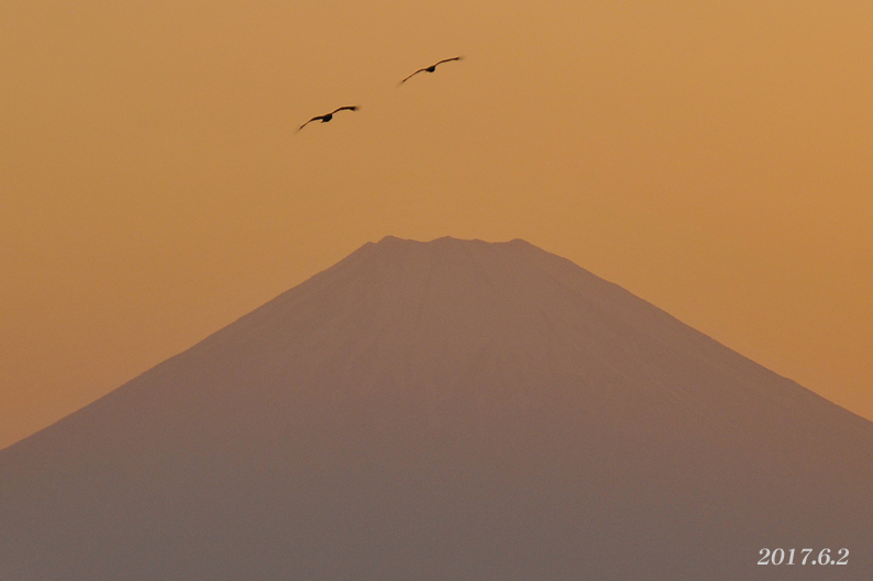 はなれ笠トビ !? 『富士山』_d0251161_16573145.jpg