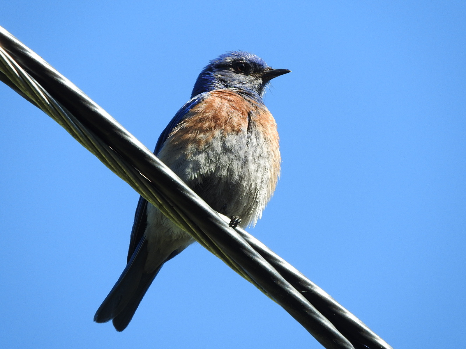 Western bluebird (チャカタルリツグミ）_c0115366_10205205.jpg
