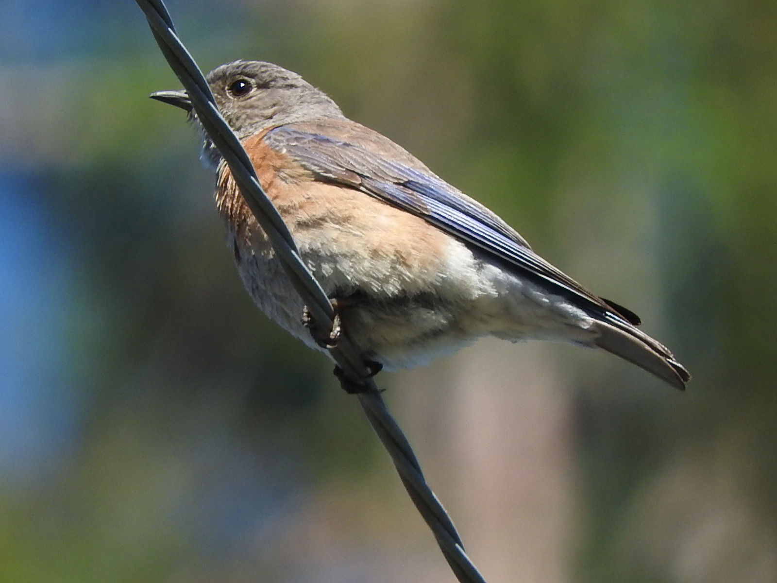 Western bluebird (チャカタルリツグミ）_c0115366_10214178.jpg