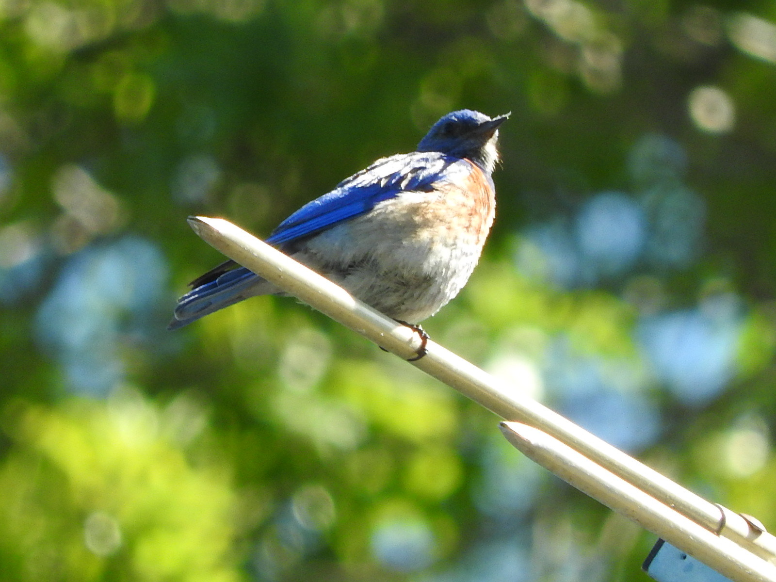 Western bluebird (チャカタルリツグミ）_c0115366_10223168.jpg