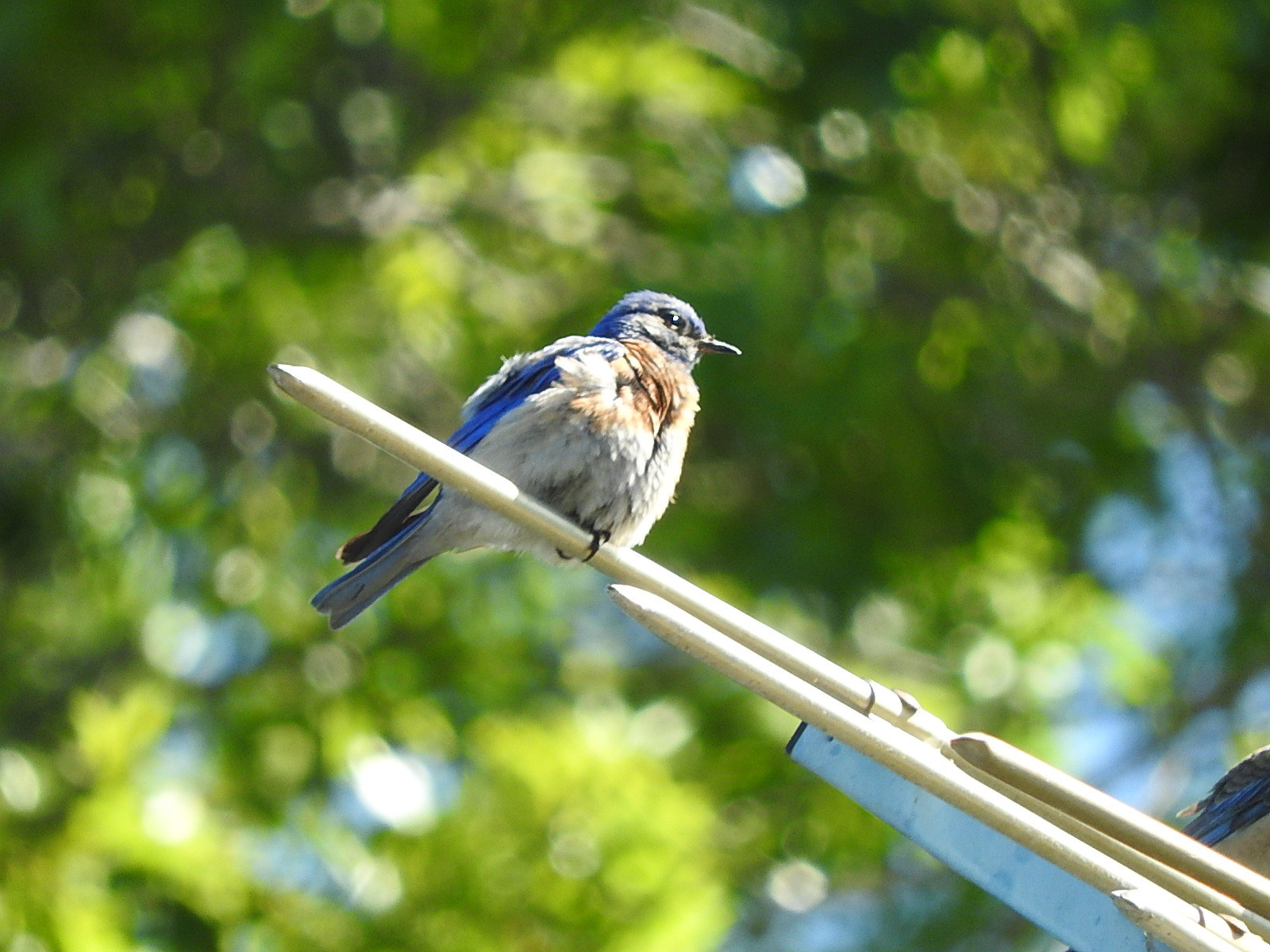 Western bluebird (チャカタルリツグミ）_c0115366_10230099.jpg