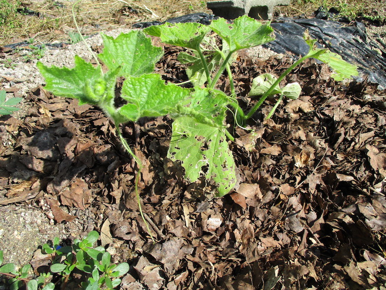 夏・秋野菜ーその２_a0086067_09000368.jpg