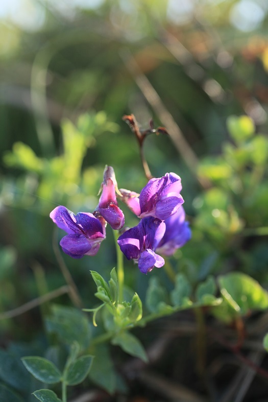 「ハマ」の付く花_e0304170_18341413.jpg