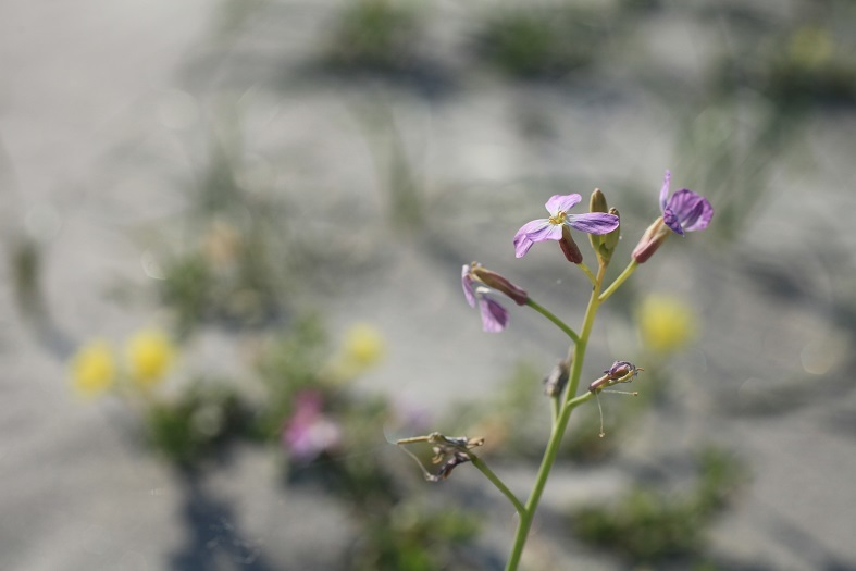 「ハマ」の付く花_e0304170_18342324.jpg