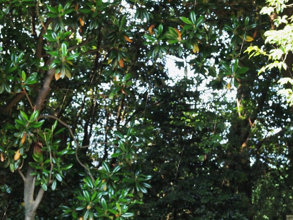 b0135573_21401488.jpg