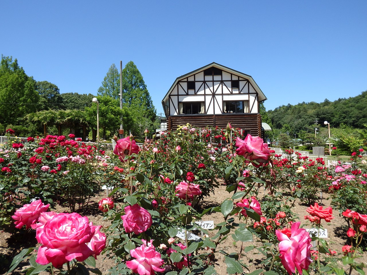 岐阜市畜産センターの薔薇園 自然風の自然風だより