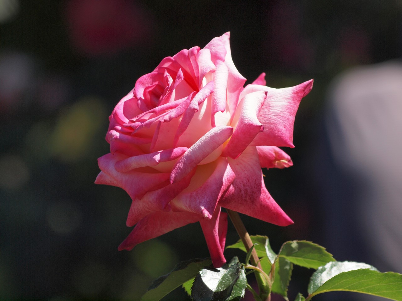 d0054276_20093.jpg