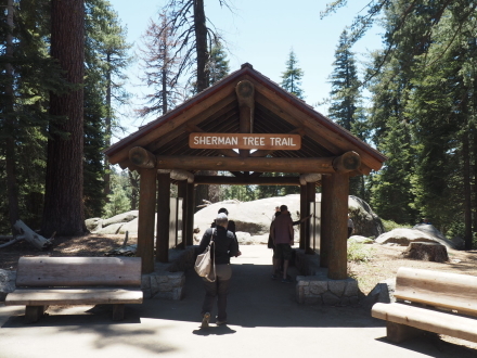 お一人様旅行その2 General Sherman Tree@Sequoia National Park_e0183383_05432975.jpg