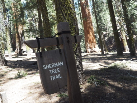 お一人様旅行その2 General Sherman Tree@Sequoia National Park_e0183383_05451351.jpg