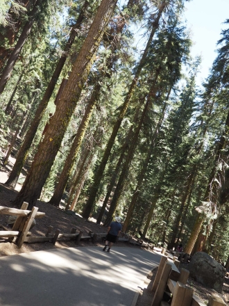 お一人様旅行その2 General Sherman Tree@Sequoia National Park_e0183383_05474492.jpg