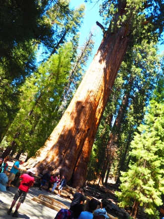 お一人様旅行その2 General Sherman Tree@Sequoia National Park_e0183383_05495386.jpg