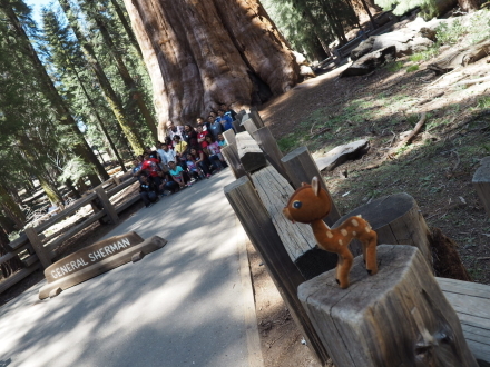 お一人様旅行その2 General Sherman Tree@Sequoia National Park_e0183383_05521493.jpg