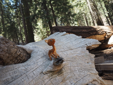 お一人様旅行その2 General Sherman Tree@Sequoia National Park_e0183383_06005651.jpg