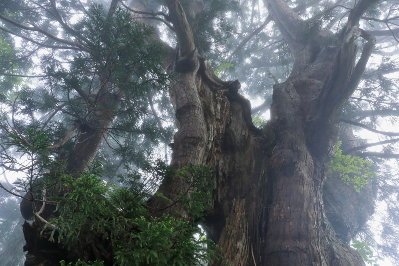 剱岳が見えなかった中山_e0356583_20542306.jpg