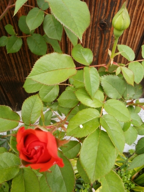 e0371086_00420281.jpg