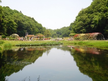 バラ園と水飲み猫 千葉県 市川市動植物園 Meenaの日記 バラ園と水飲み猫 千葉県 市川市動植物園 Meenaの日記