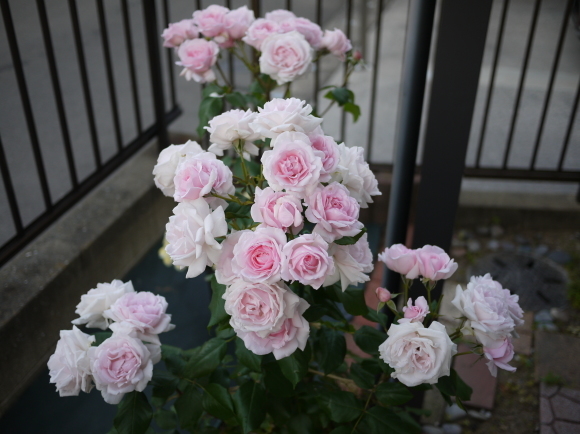 庭の薔薇 プチ トリアノン ２０１７年 ５月 春 ナナと庭の薔薇