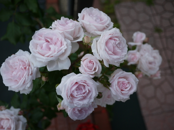 庭の薔薇 プチ トリアノン 2017年 5月 春 ナナと庭の薔薇 庭の薔薇 プチ トリアノン 2017年 5月 春 ナナと庭の薔薇