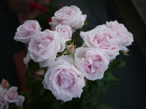 庭の薔薇 プチ トリアノン 2017年 5月 春 ナナと庭の薔薇 庭の薔薇 プチ トリアノン 2017年 5月 春 ナナと庭の薔薇
