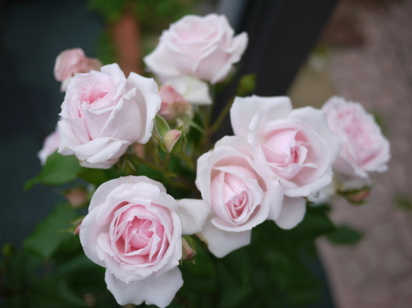 庭の薔薇 プチ トリアノン ２０１７年 ５月 春 ナナと庭の薔薇