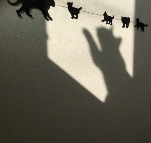 うち猫通信_e0358096_19575797.jpg