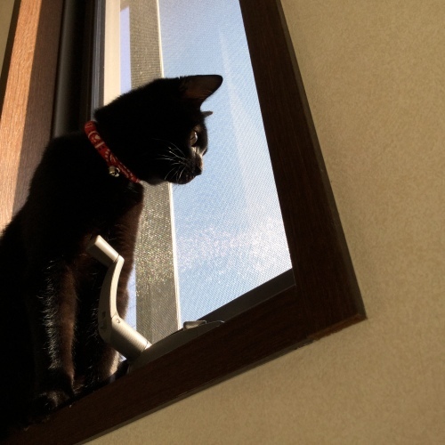 うち猫通信_e0358096_19582670.jpg