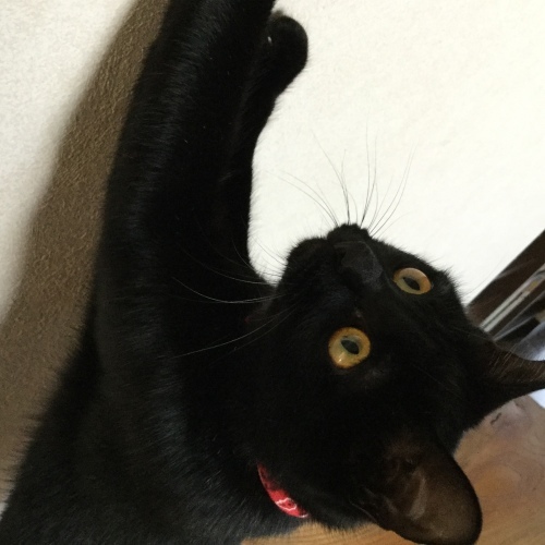 うち猫通信_e0358096_19584288.jpg