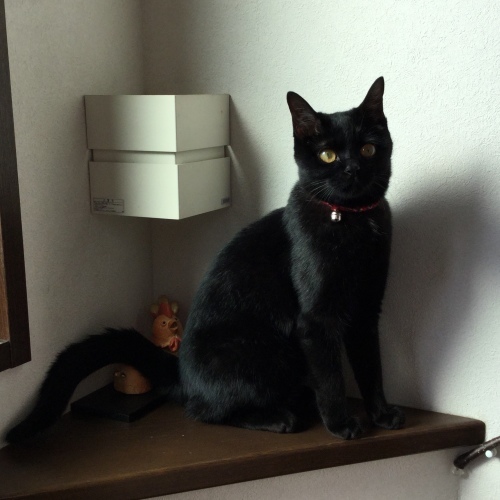 うち猫通信_e0358096_20030937.jpg
