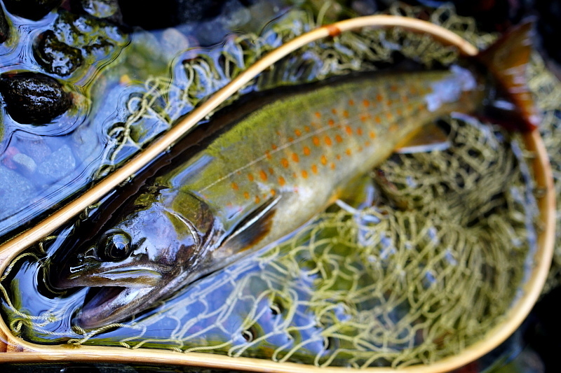 c0339900_14322732.jpg