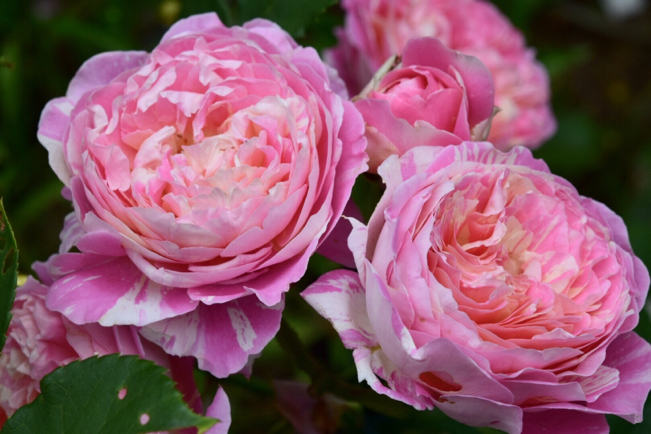 画家の名の付く絞り模様の美しい薔薇2種 クロード モネ マルク シャガール 薔薇好き花好き庭が好き 元英国在住 アートセラピストが造る癒しの庭