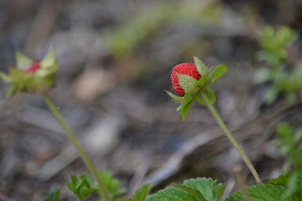 里山の花　①_a0240403_177472.jpg