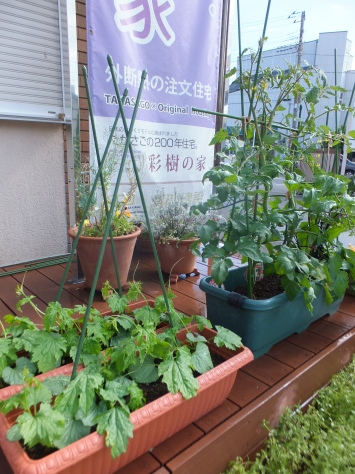 たかさご菜園in川口モデル ～その後～_f0144724_08335219.jpg
