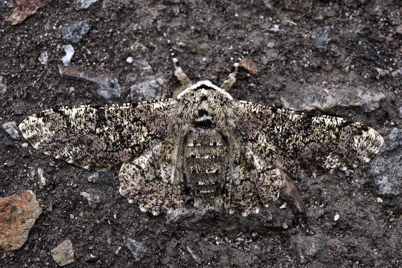 トビモンオオエダシャク こんなものを見た2