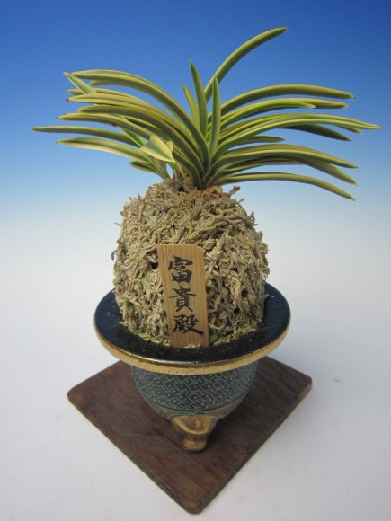 富貴蘭 富貴殿 : 蘭万園日記 富貴蘭 富貴殿 : 蘭万園日記