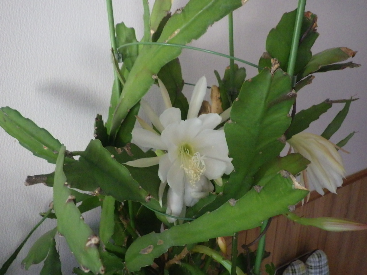 c0300035_11451496.jpg