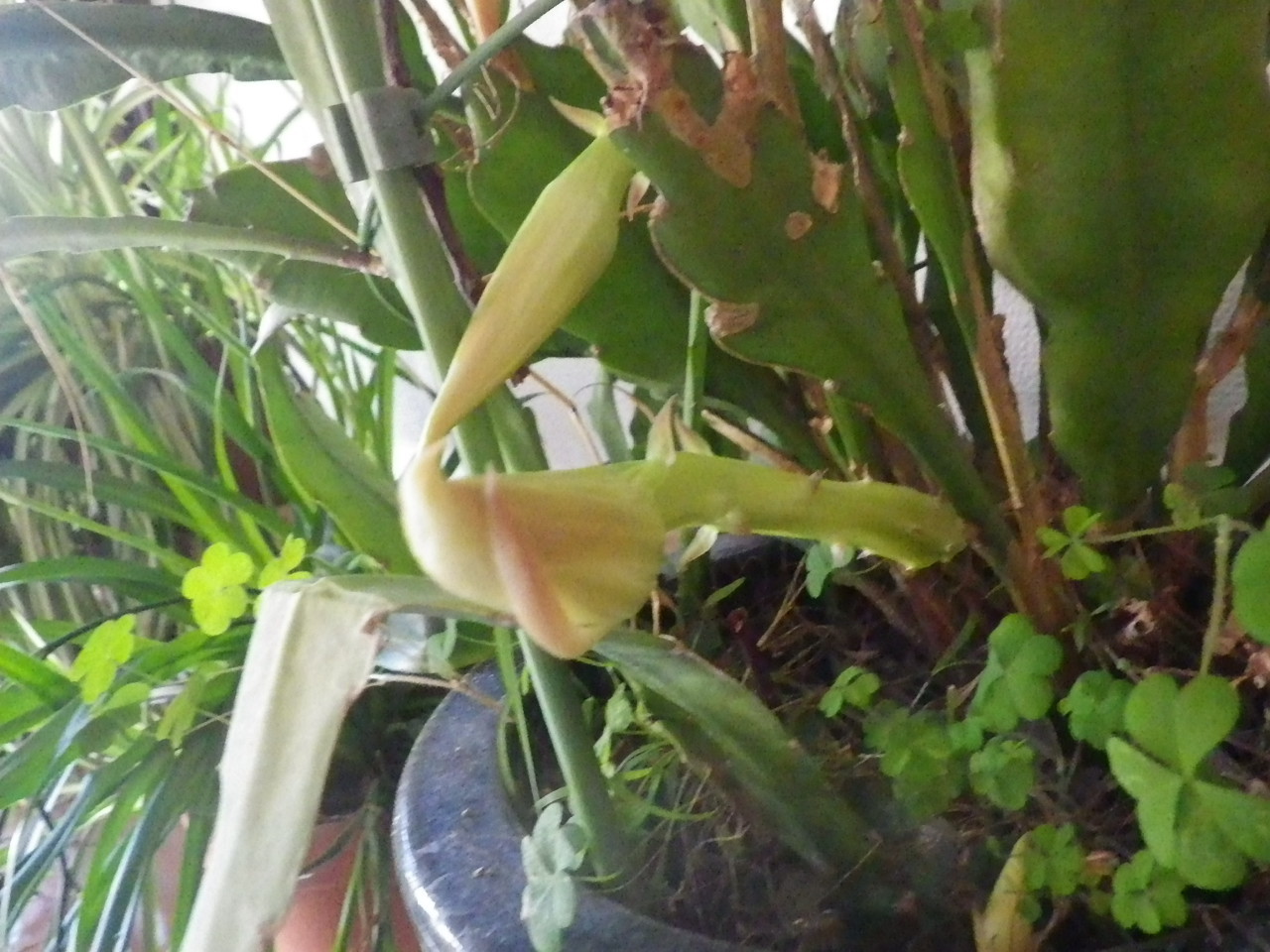 c0300035_11463400.jpg