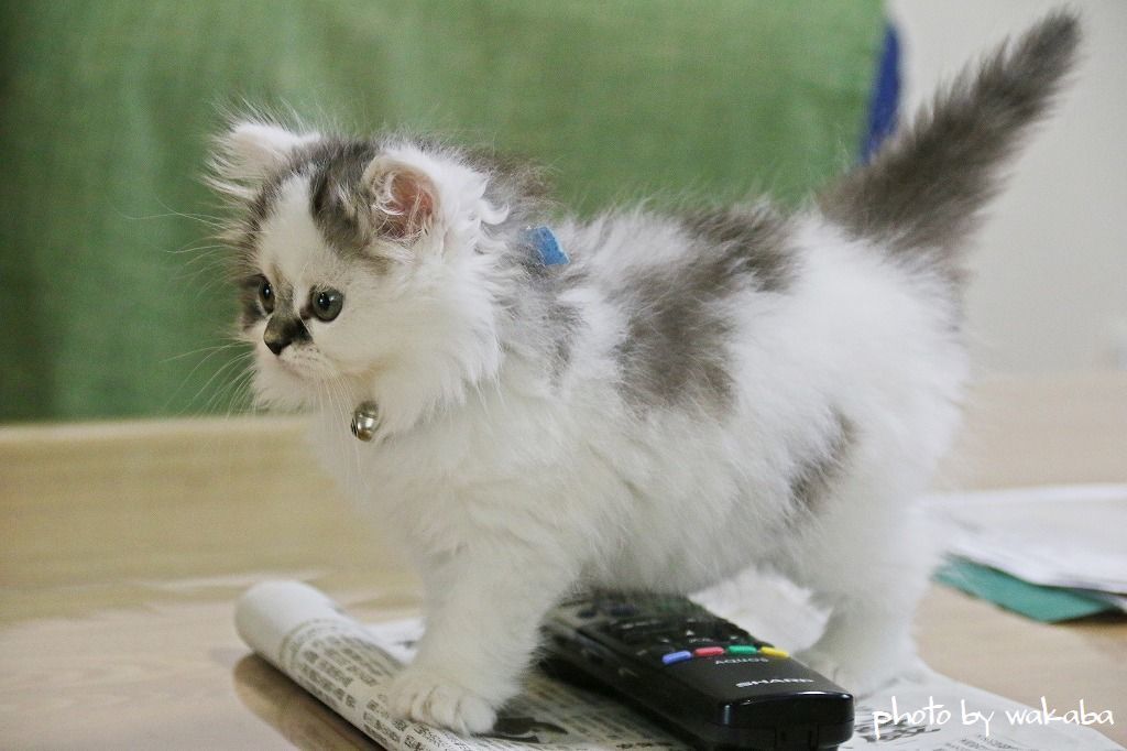 我が家にマンチカンの子猫がやってきた(^^♪_e0052135_17290129.jpg