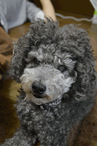 c0136736_23270674.gif