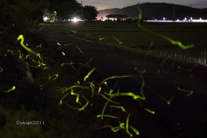 ホタル撮影会2017 in 高根沢_e0227942_01174222.jpg