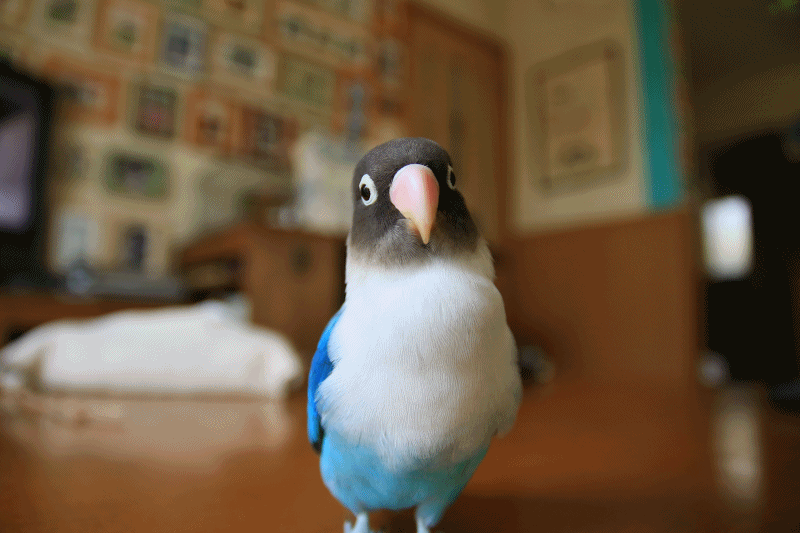 c0145250_15373205.gif