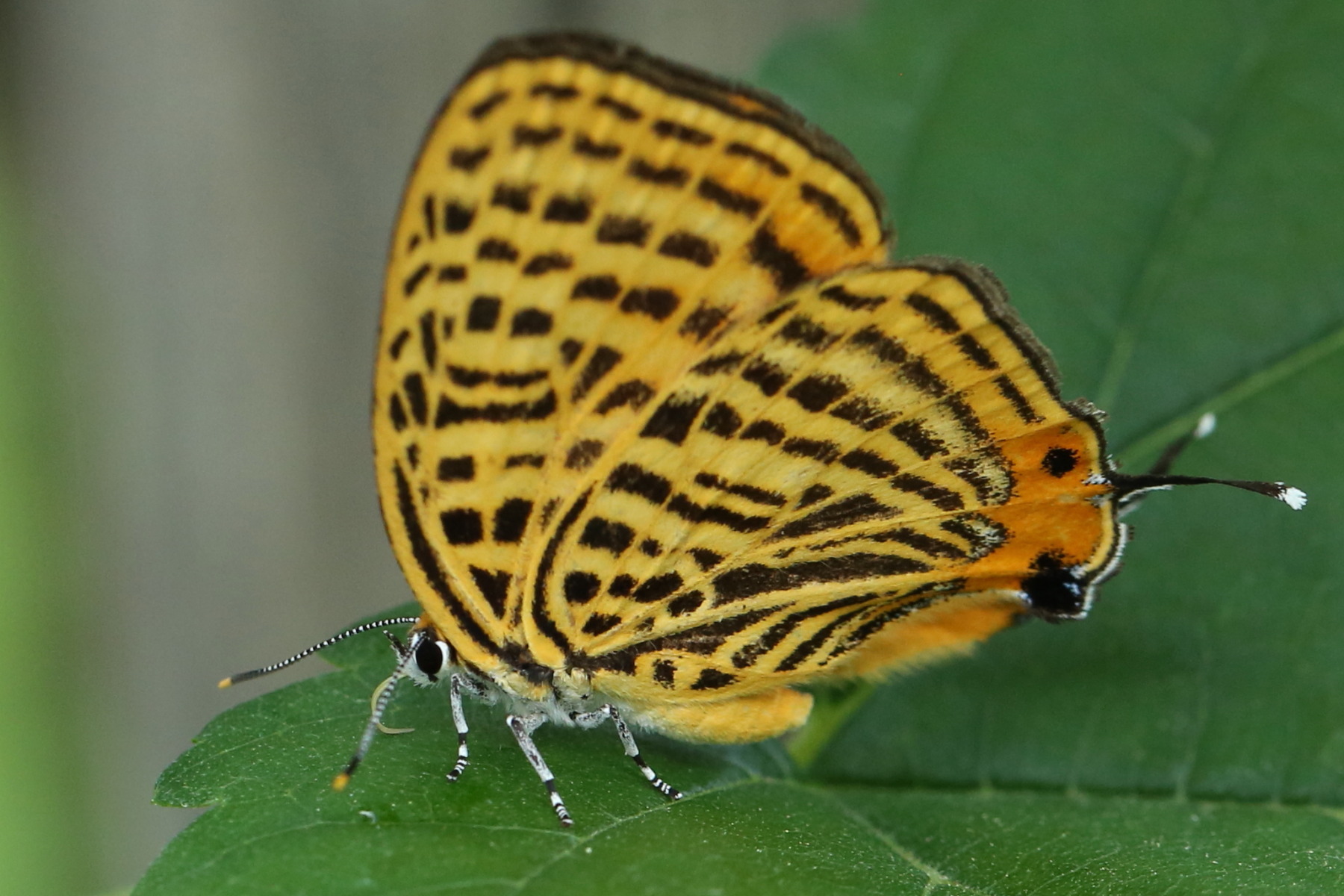 f0345350_15405713.jpg