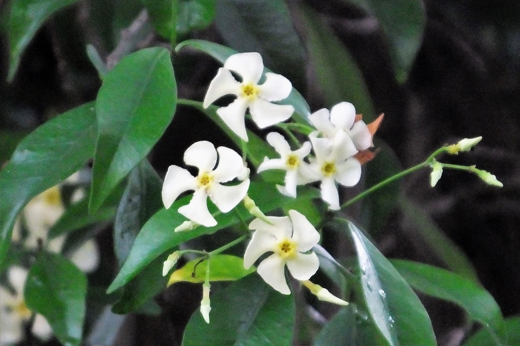 鷺の巣が花に囲まれて・・_b0236251_11492089.jpg