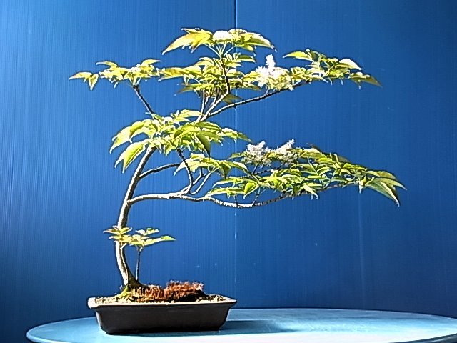 アオダモ : bonsai英樹