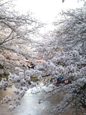 大垣祭・軕（やま）、そして桜_f0197754_19204690.jpg