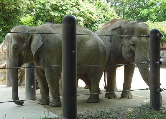 貨幣博物館と上野動物園_b0156456_13273538.jpg