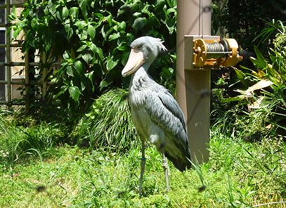 貨幣博物館と上野動物園_b0156456_13305923.jpg