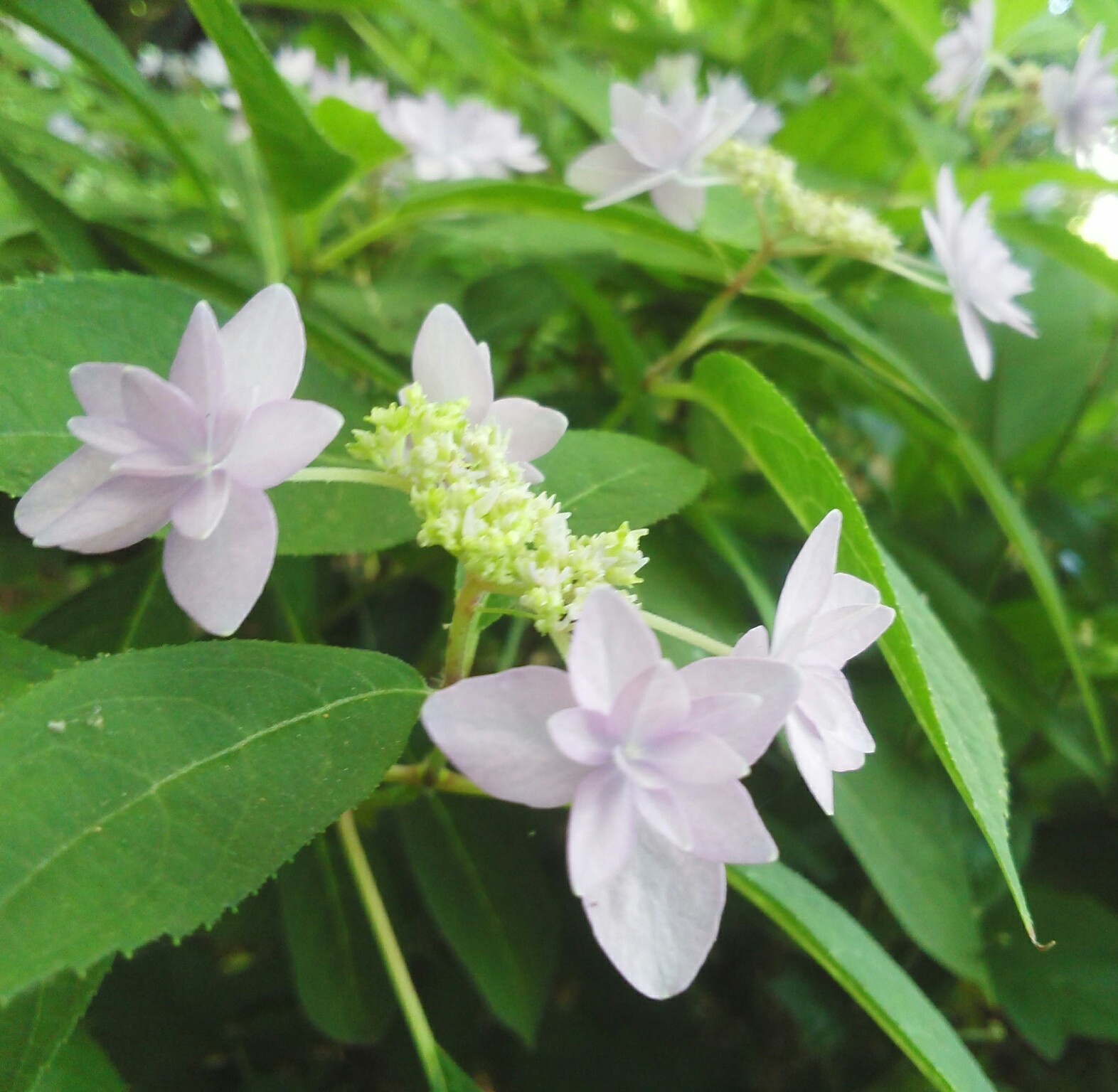 梅雨と七段花とカタツムリ…_b0368362_07063680.jpg