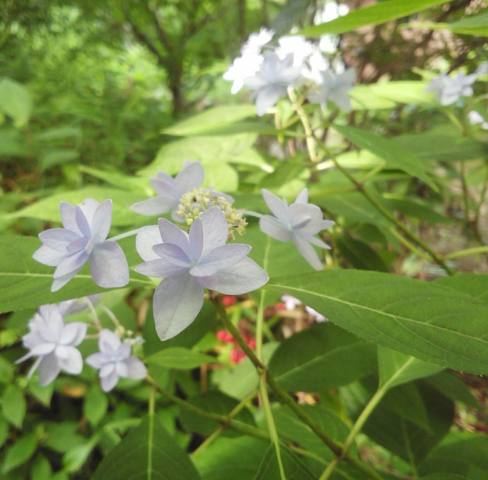 梅雨と七段花とカタツムリ…_b0368362_07110508.jpg