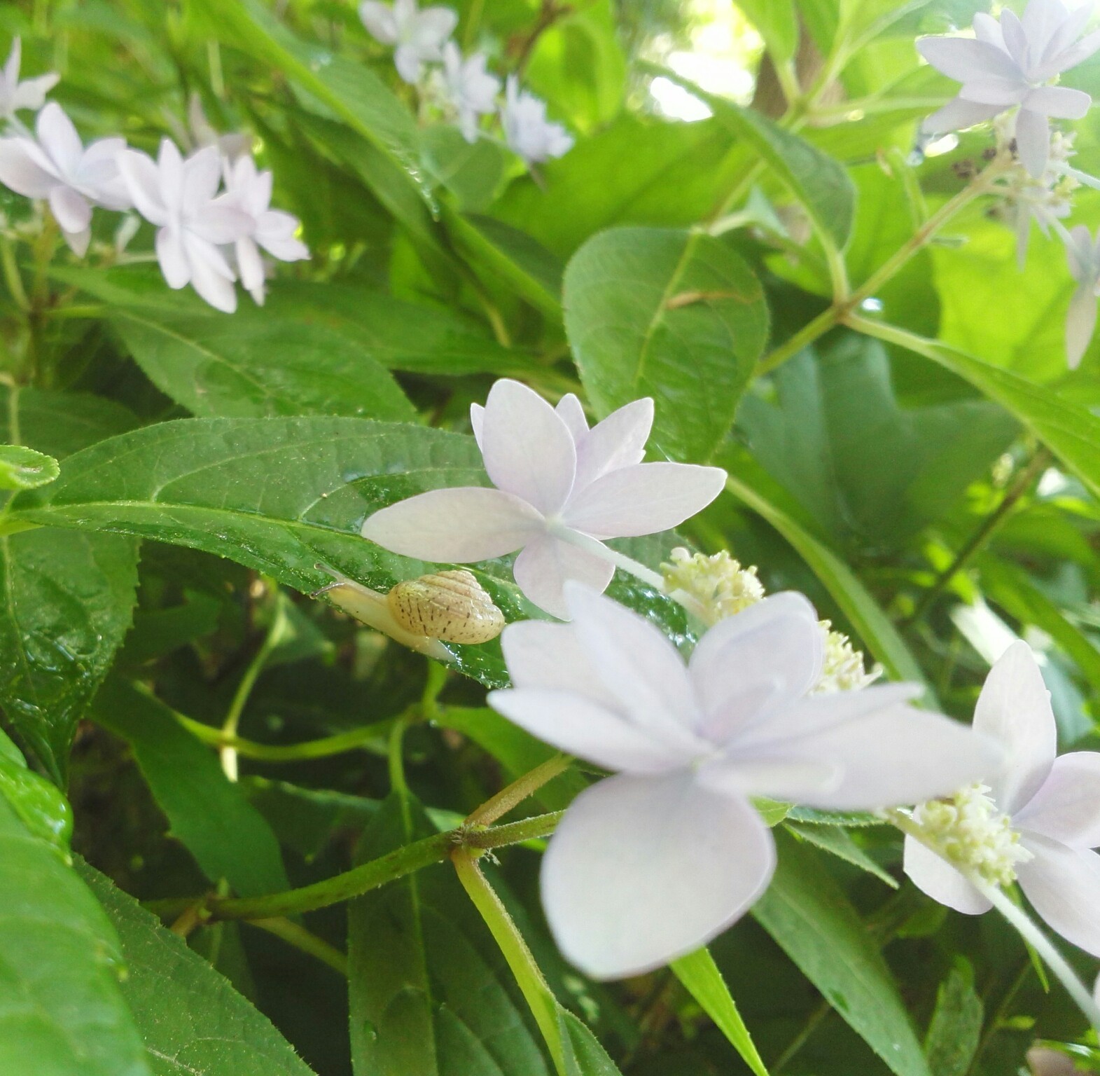 梅雨と七段花とカタツムリ…_b0368362_15154960.jpg